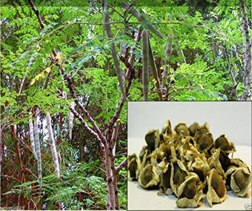 10 semi di Moringa Semi-Bacchetta Albero, Albero Della vita o The Miracles oleifera Tree-Moringa