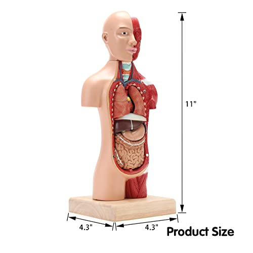 Модел на анатомични тялото на човек MIIRR, Включваща 15 Подвижни Частични анатомични модели, Модел на човешкото